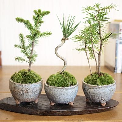 ツタ（蔦）盆栽の販売｜盆栽妙 – 盆栽妙 本店