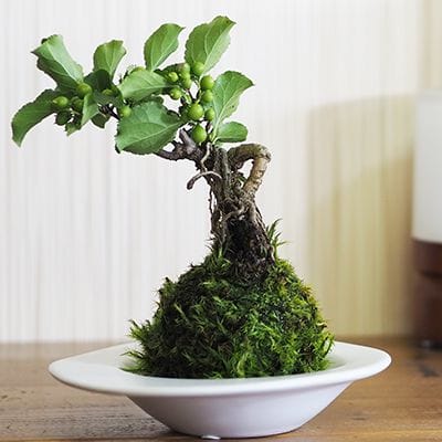 ウメモドキ（梅擬）盆栽の販売｜盆栽妙 – 盆栽妙 本店