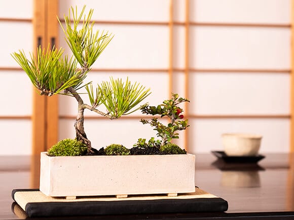 モダン盆栽 受皿付き シンプルライフシリーズ L 黒松 長寿梅 寄せ植え