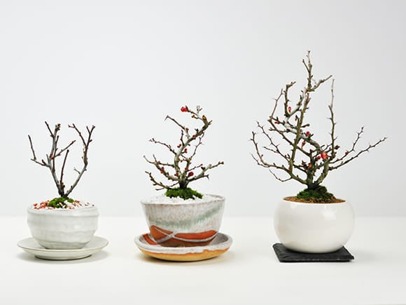 母の日の花盆栽 ミニ長寿梅 樹齢3年 万古焼鉢｜プレゼントに盆栽妙