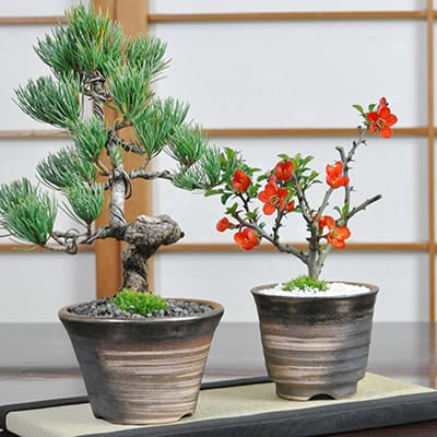 松盆栽 松柏類のミニ盆栽販売｜盆栽妙 – 盆栽妙 本店