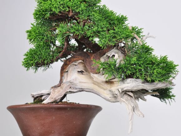 匠の盆栽】真柏 1点もの No.251【平松浩二】の盆栽を販売｜盆栽妙
