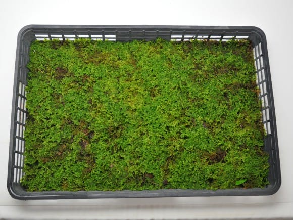 這苔(ハイゴケ)大トレー(5枚セット)を販売｜盆栽妙 – 盆栽妙 本店