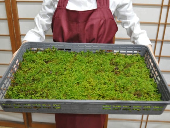 這苔(ハイゴケ)大トレー(5枚セット)を販売｜盆栽妙 – 盆栽妙 本店