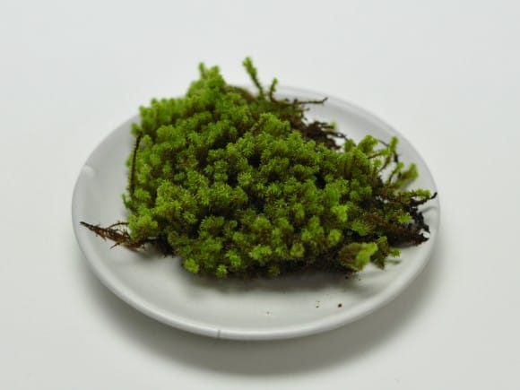 砂苔(スナゴケ)大トレー(5枚セット)を販売｜盆栽妙 – 盆栽妙 本店