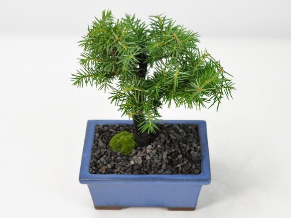 真柏盆栽 糸魚川真柏 捻転シャリ幹 小品盆栽 ミニ盆栽 樹高天ジン 【