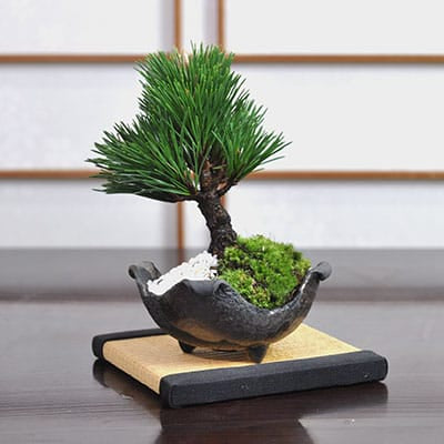 開店祝い・開業祝いにプレゼントする盆栽の販売｜盆栽妙 – 盆栽妙 本店