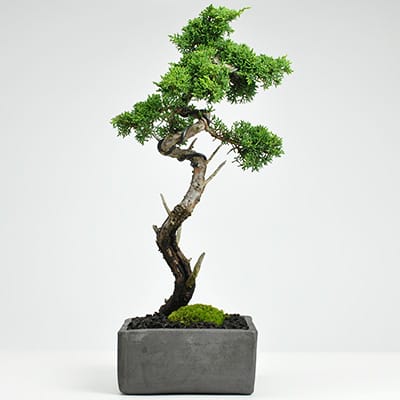 山採り真柏 中品盆栽 樹齢25年の一点物盆栽を販売｜盆栽妙 – 盆栽妙 本店