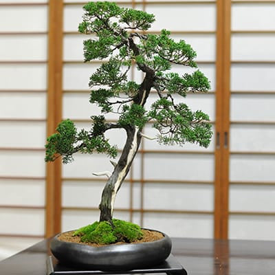 高松盆栽｜ 盆栽妙 – 盆栽妙 本店