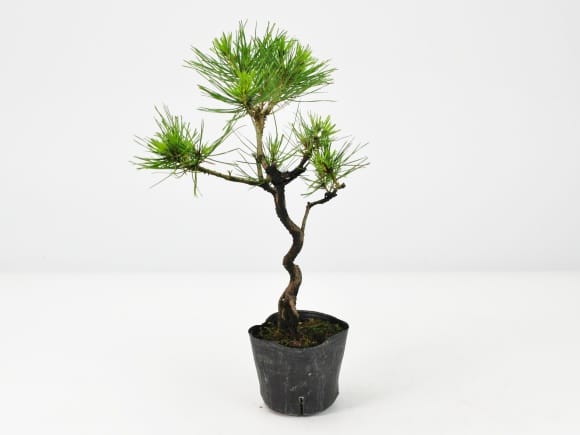 盆栽素材 黒松 曲げありを販売｜盆栽妙 – 盆栽妙 本店