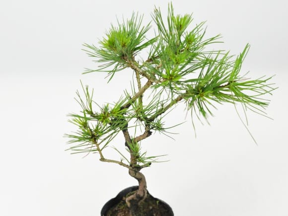 盆栽素材 黒松 曲げありを販売｜盆栽妙 – 盆栽妙 本店