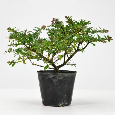 盆栽素材 黒松 曲げありを販売｜盆栽妙 – 盆栽妙 本店