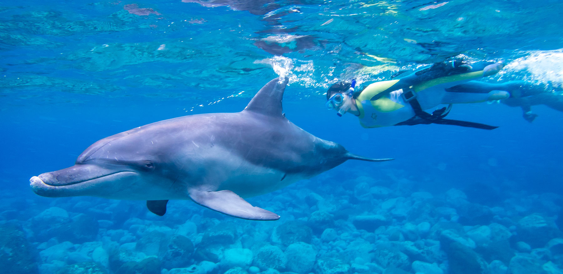 ダイビングショップ ブルーアース21都立大。御蔵島イルカツアーなら