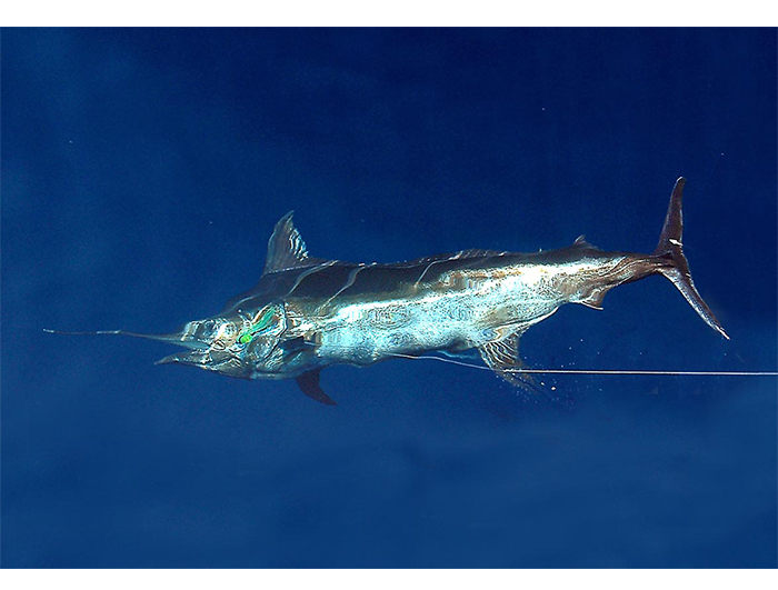 トップガンルアー TOPGUN NSシリーズ【ビッグゲームルアーズ】カジキ