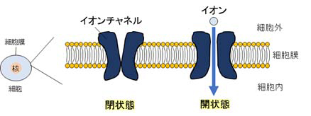 チャネル｜一般社団法人 日本生物物理学会