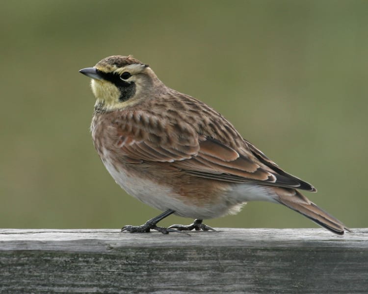 Horned Lark | Birdspix