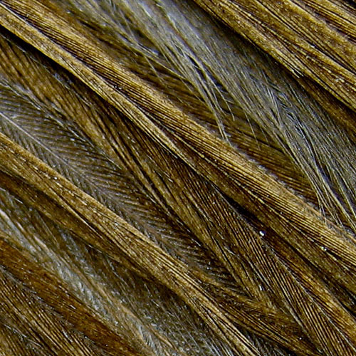 Whiting Farms Hebert Cock Neck Hackle | ホワイティング・ファーム