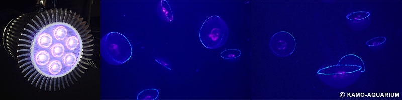 バイタルウェーブ/VitalWave｜ブルーハーバー