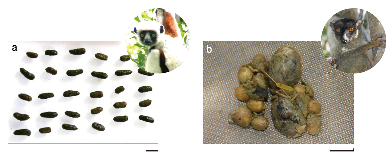RESEARCH チャイロキツネザル 森を育む種子散布の多様性 | JT生命誌研究館