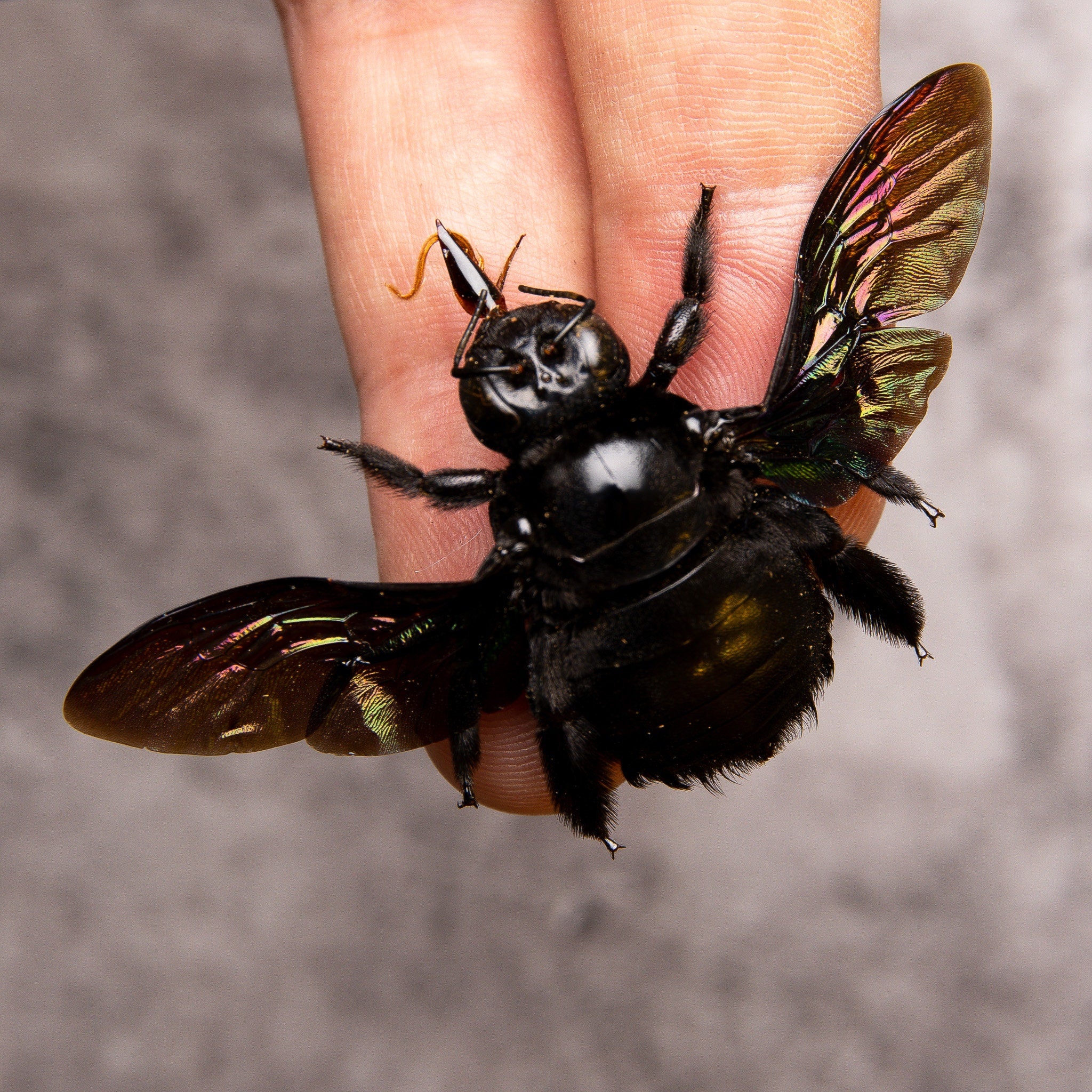 TWO (2) Giant Black Carpenter Bees (Xylocopa latipes) A1 Spread