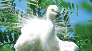 高速道路に白い鳥が住んでいる？ | NEXCO中日本キッズ | ドライバーズ