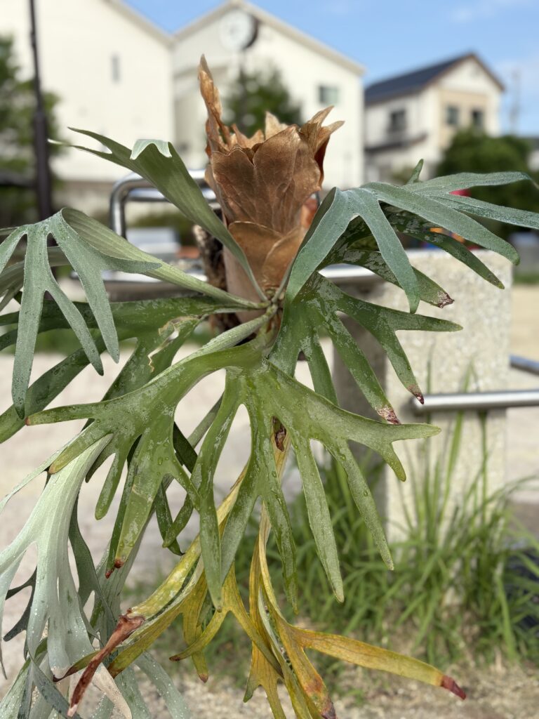 ビカクシダ（月光爪哇）胞子培養の成長記録 購入者に向けた管理方法