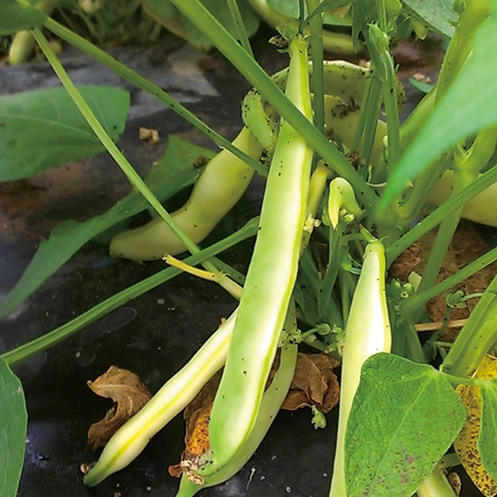 GAIAネットグリーンフィールドプロジェクト 有機種子 つるなしインゲン