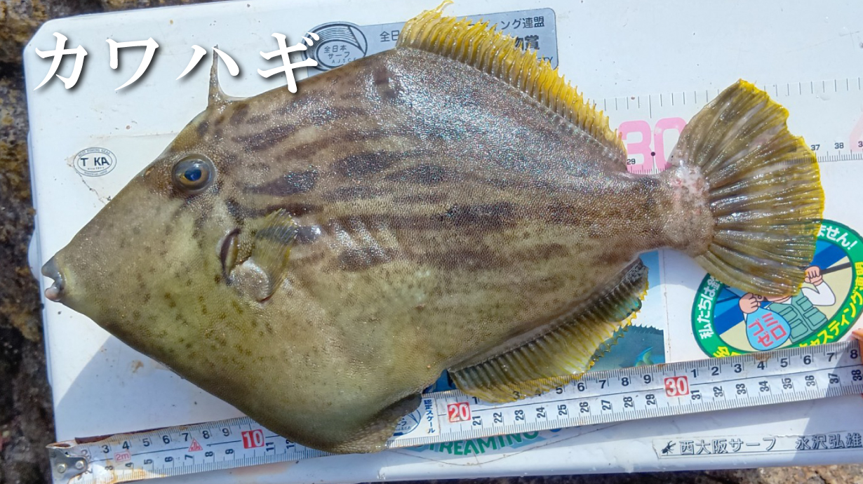 ピンオンリール(カラビナ付) GM2093 | がまかつ