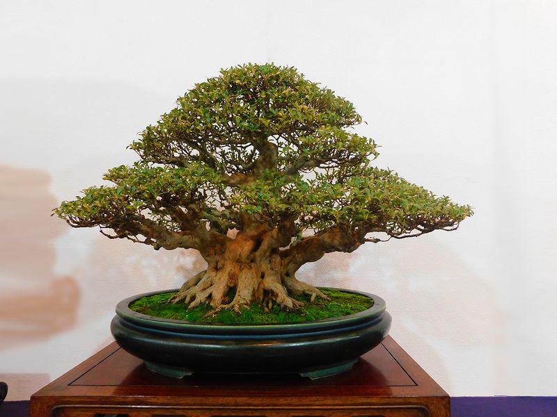 藝樹舞苔 -- 高樹凱.COM