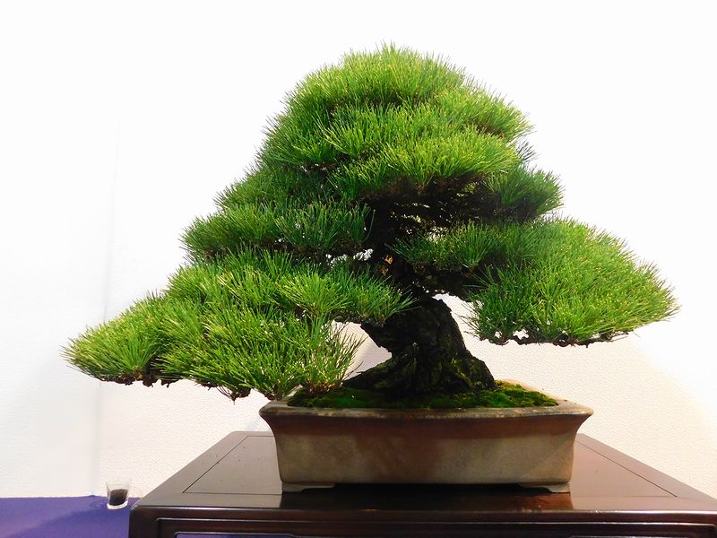 藝樹舞苔 -- 高樹凱.COM