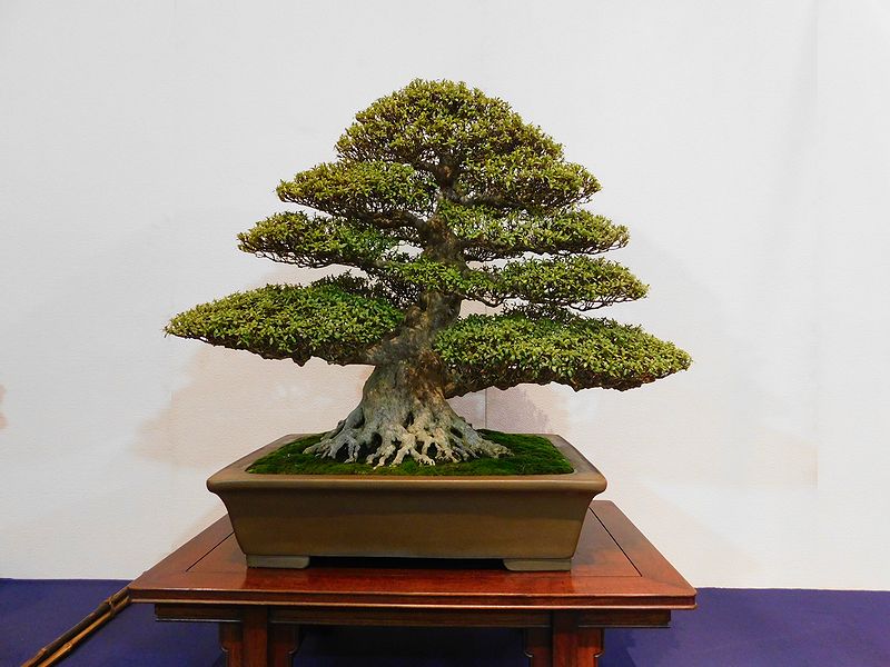 藝樹舞苔 -- 高樹凱.COM