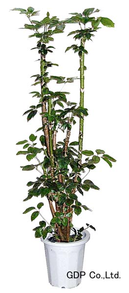 シェフレラ・ブラッサイア 観葉植物