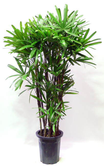 カンノンチク／観音竹 観葉植物