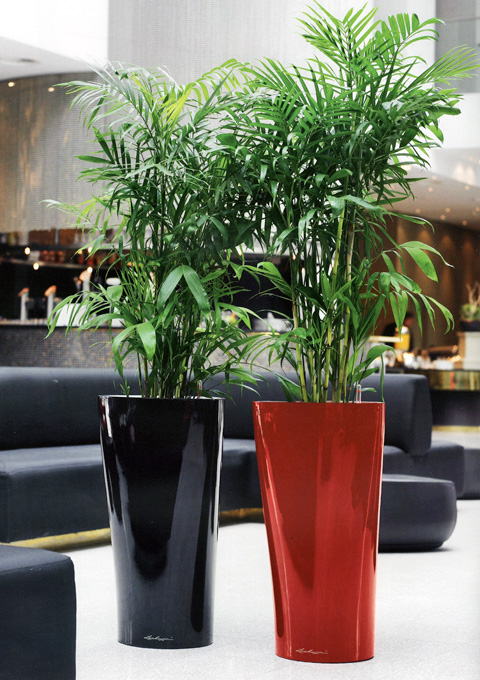 ウンナンシュロチク／雲南棕櫚竹 観葉植物・販売[GDP]