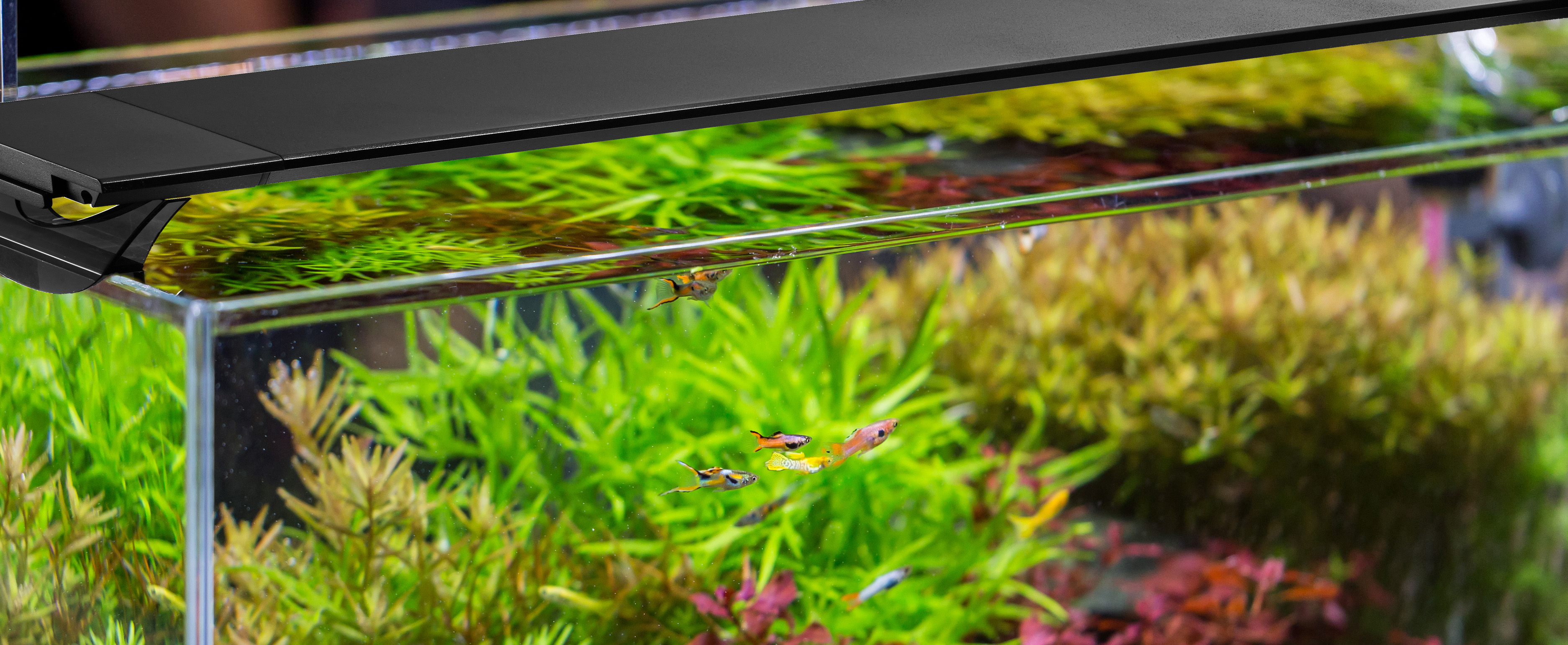 CONCEPT コンセプト | GEX aquarista