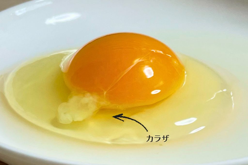 たまご新聞「カラザは新鮮さのしるし ― どんな役目をしているの