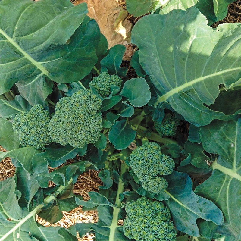 Gurney's Blue Ribbon Hybrid Broccoli | Gurney's Seed & Nursery Co.