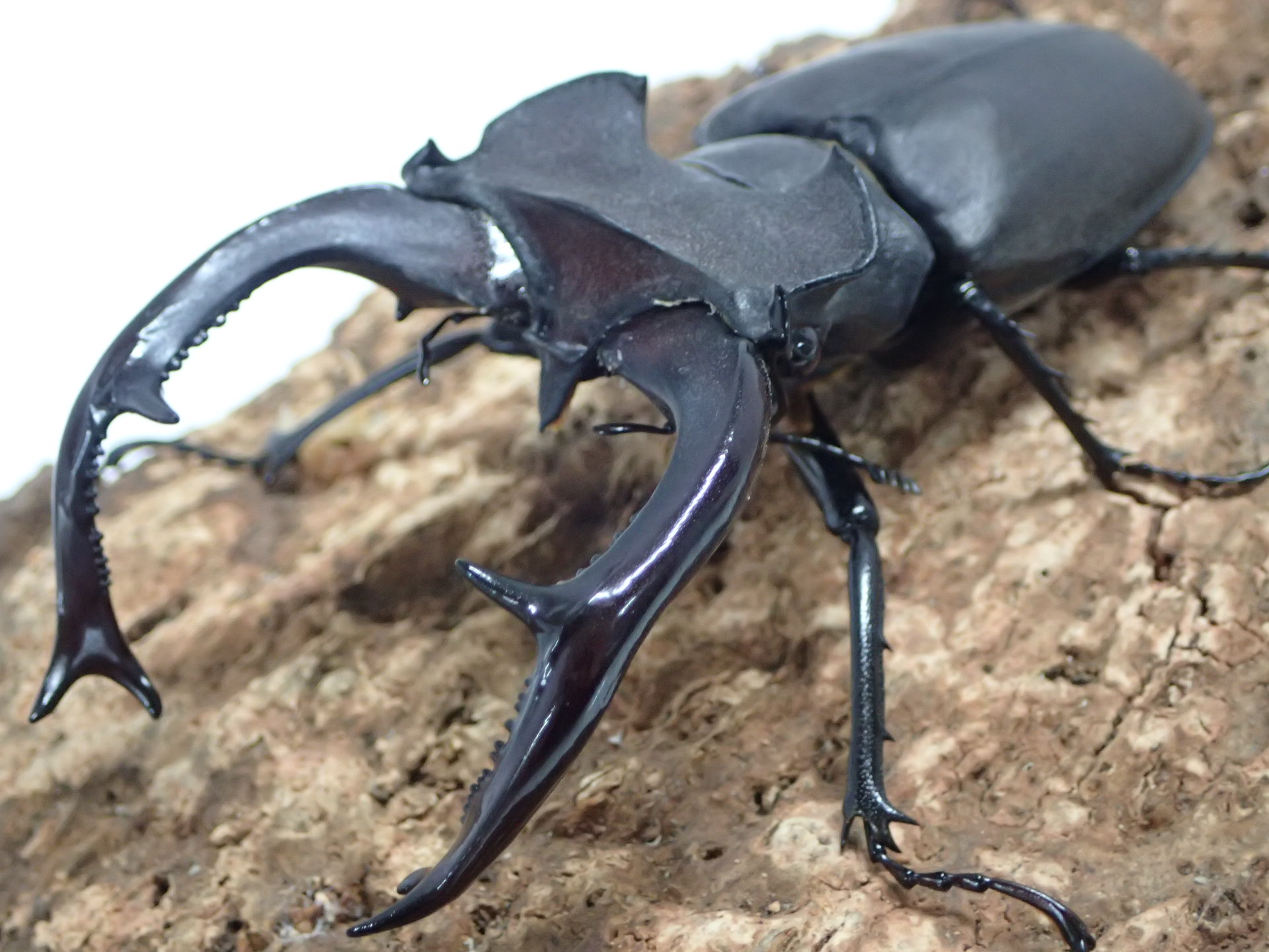 むしやどんぐり / ユダイクスミヤマクワガタ