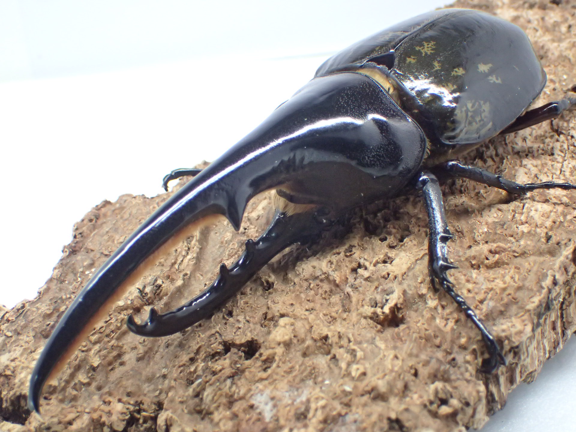 むしやどんぐり / ヘラクレスオオカブト原名亜種(ヘラクレス・ヘラクレス)