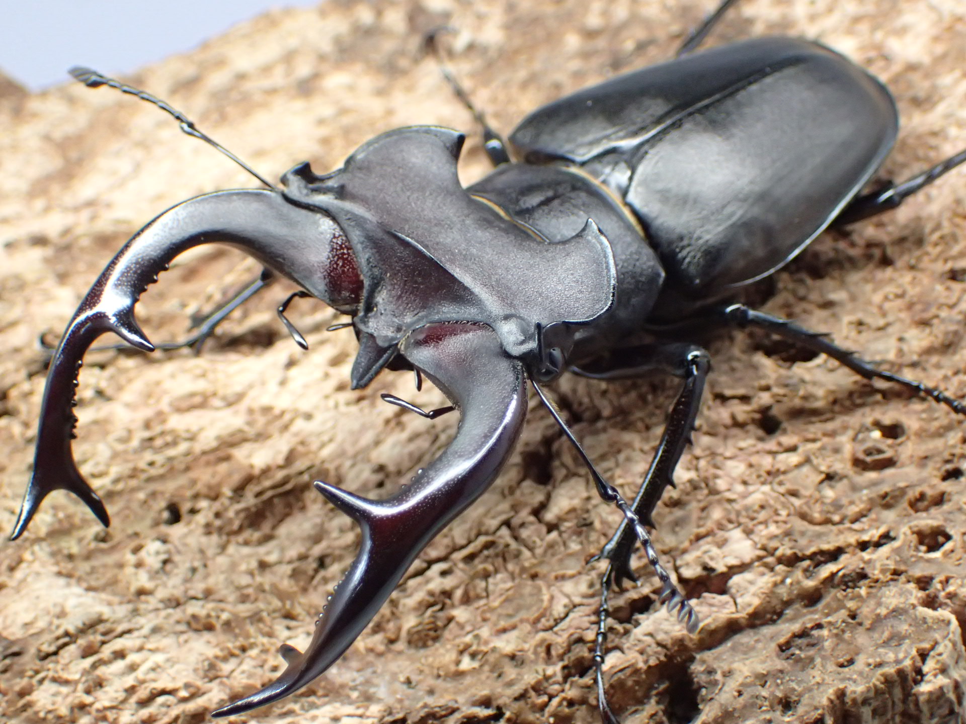 むしやどんぐり / ユダイクスミヤマクワガタ