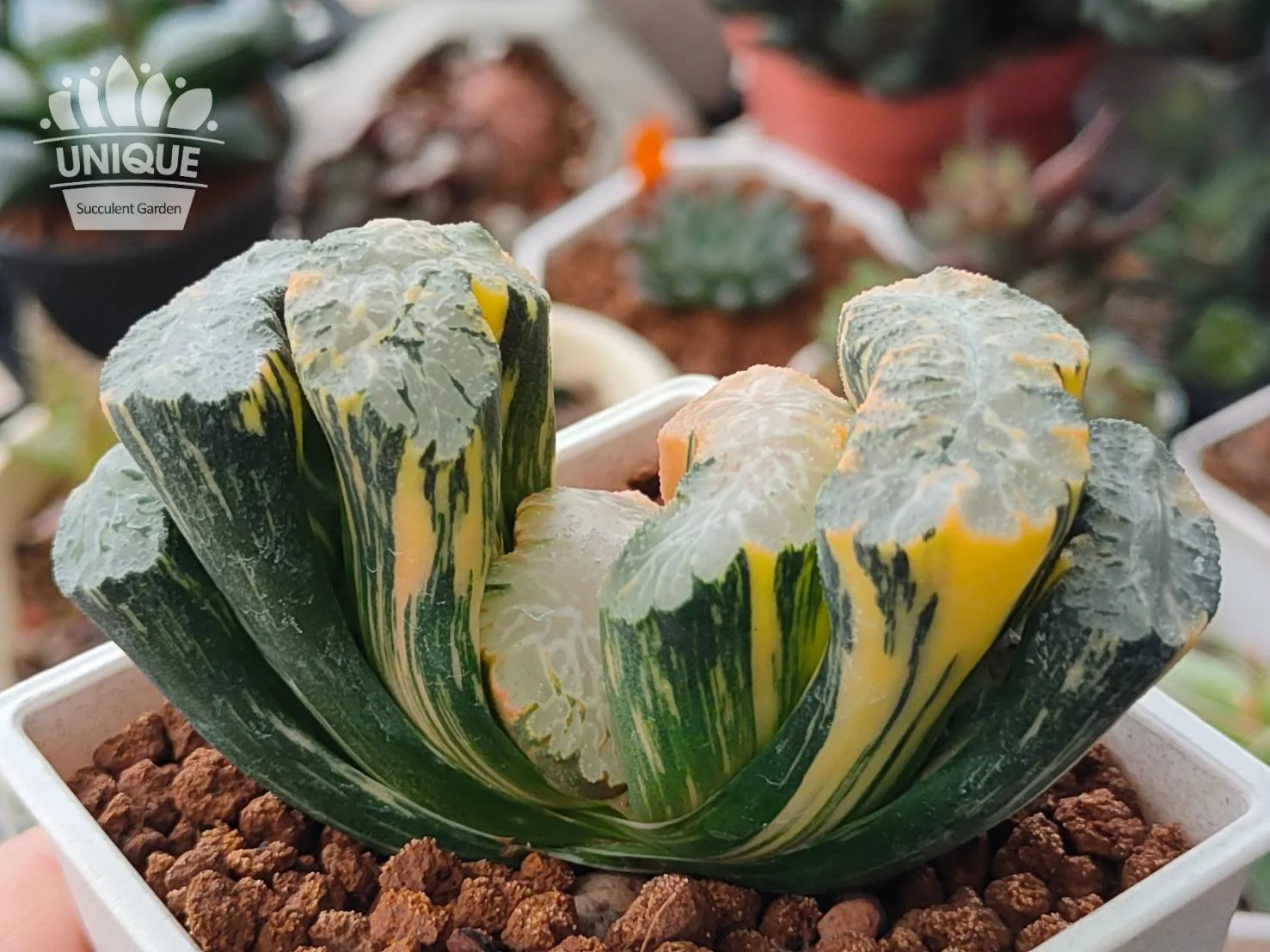 ち*わ様 ハオルチア 秋祭り錦 極上斑 ち*わ様 ハオルチア 秋祭り錦
