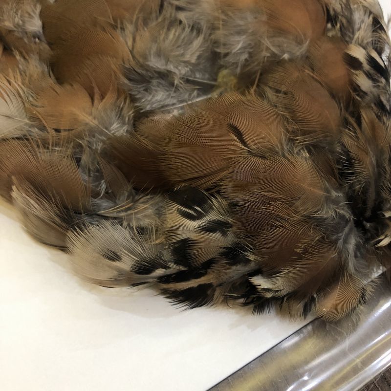 フレンチパートリッジ コンプリート