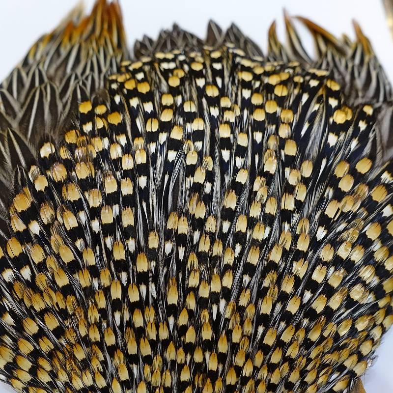 ジャングルコック AAA-2