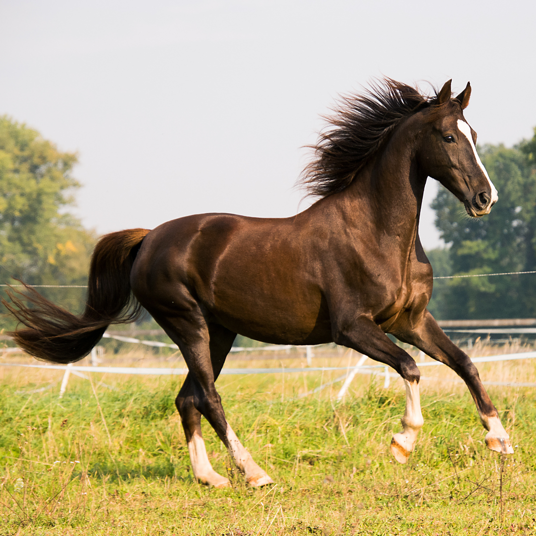 CENTENRY SAKUYA Kronos Mask