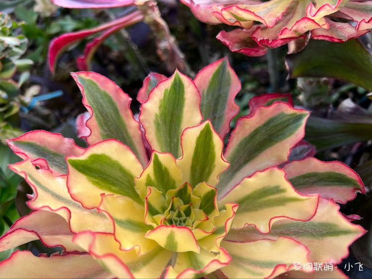 冰武士锦：魅影法师– 多肉联萌