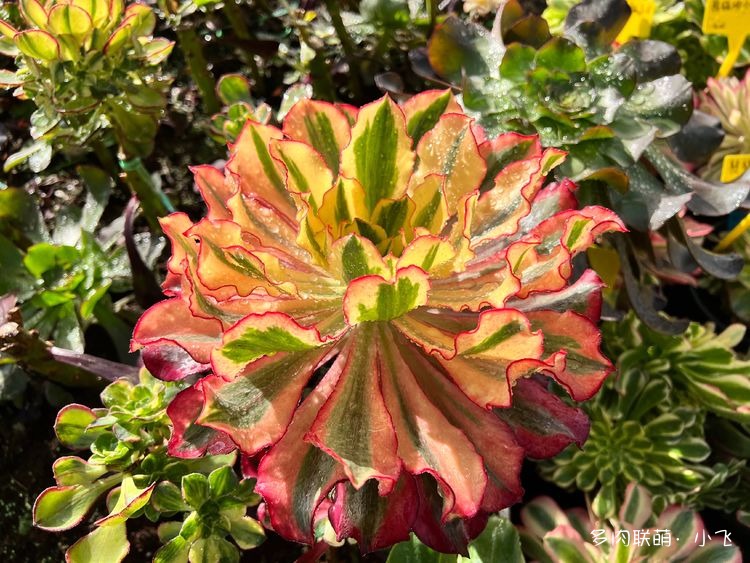 冰武士锦：魅影法师– 多肉联萌