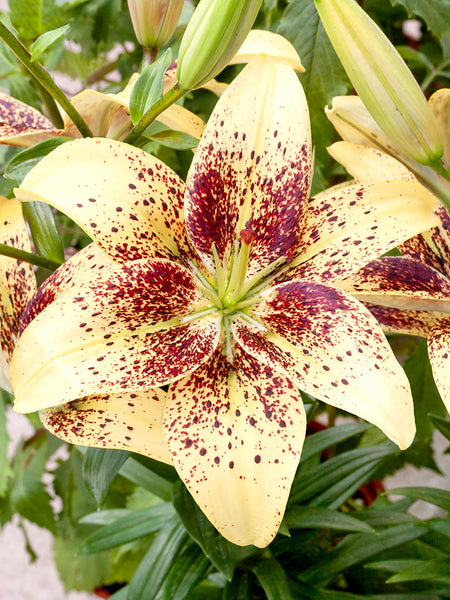 Lily Easy Spot | Pollen Free Lily | DutchGrown™