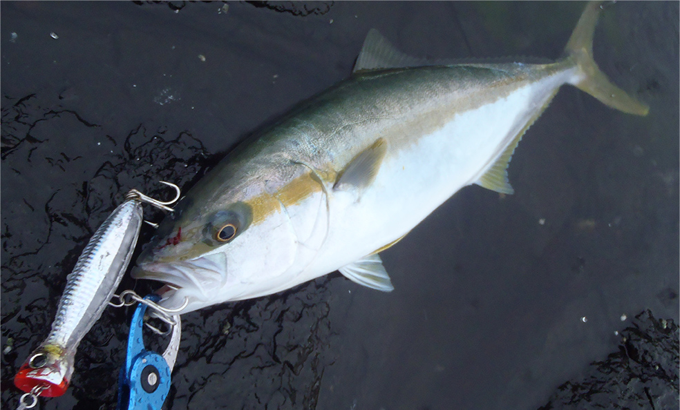 ハードコア® バレットブル（F） - 釣具の総合メーカー デュエル