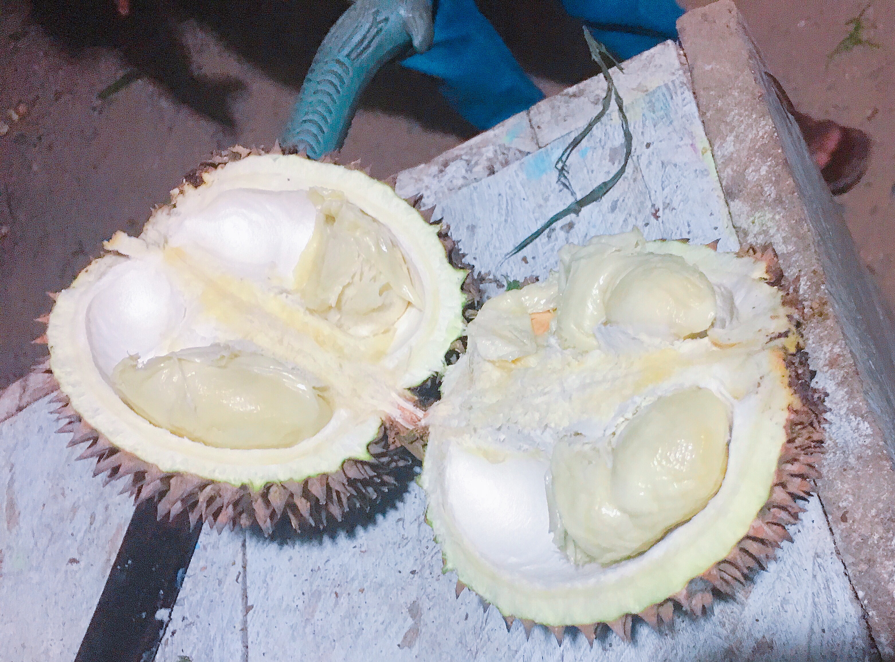 ドリアンレア品種苗 Durio macrantha Dwarf Type DD2 ドリアンレア品