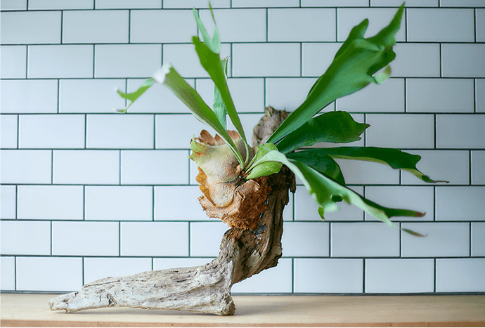 お部屋にカッコよく飾りたい！観葉植物（ビカクシダ）の上手な着生方法